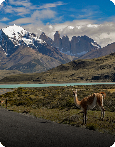 guanaco-lama-guanicoe-torres-del-paine-national-park (1)
